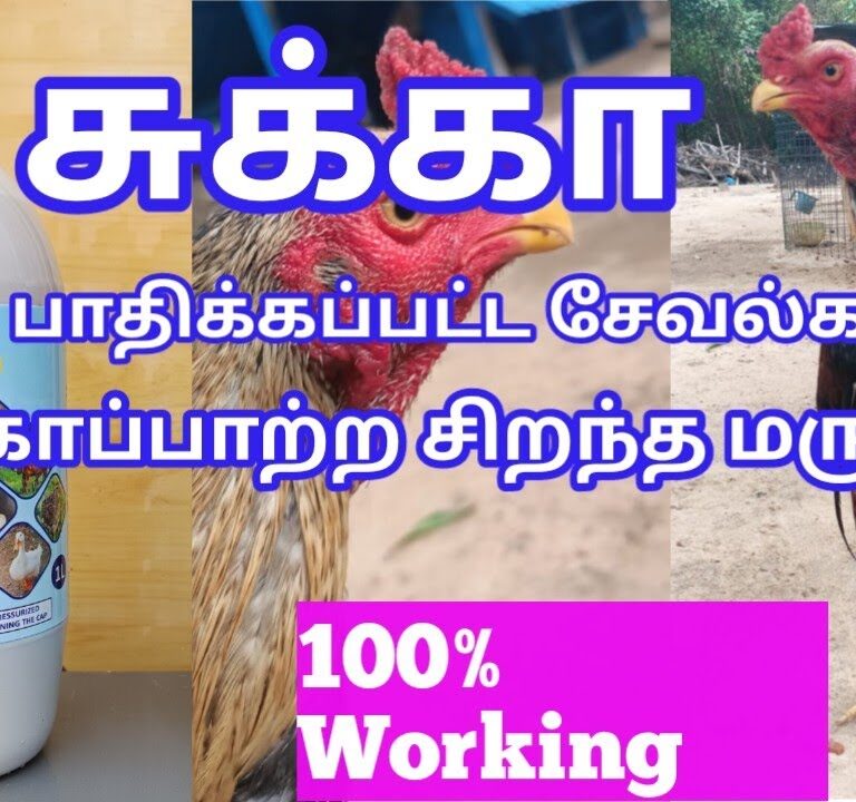 சுக்காவினால் பாதிக்கப்பட்ட கோழிகளை சரிசெய்ய முடியும்.!! sukka treatment in tamil.